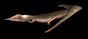Diploceraspis